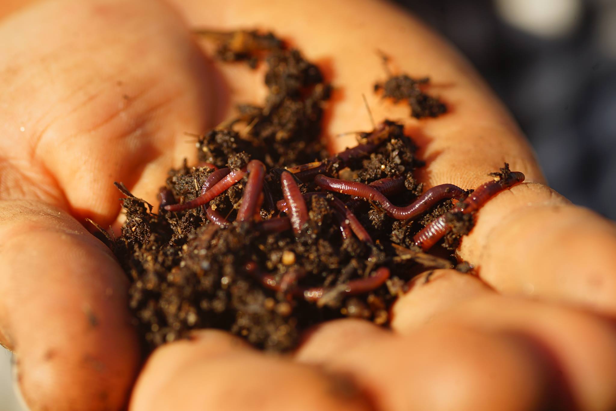 Buy Composting Worms Portugal