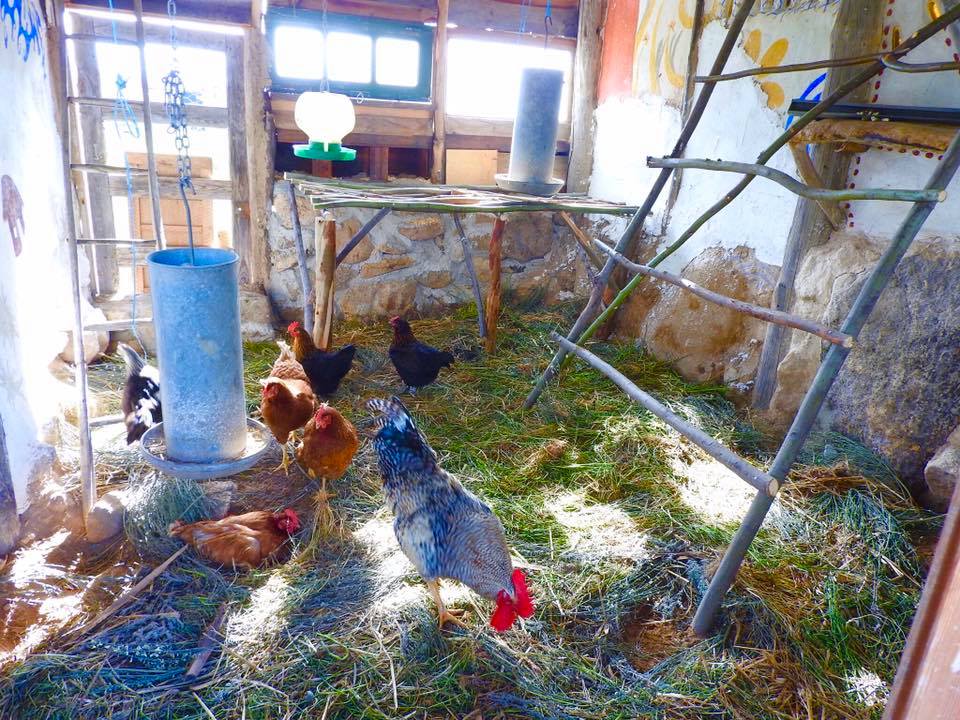 Inside the chicken house