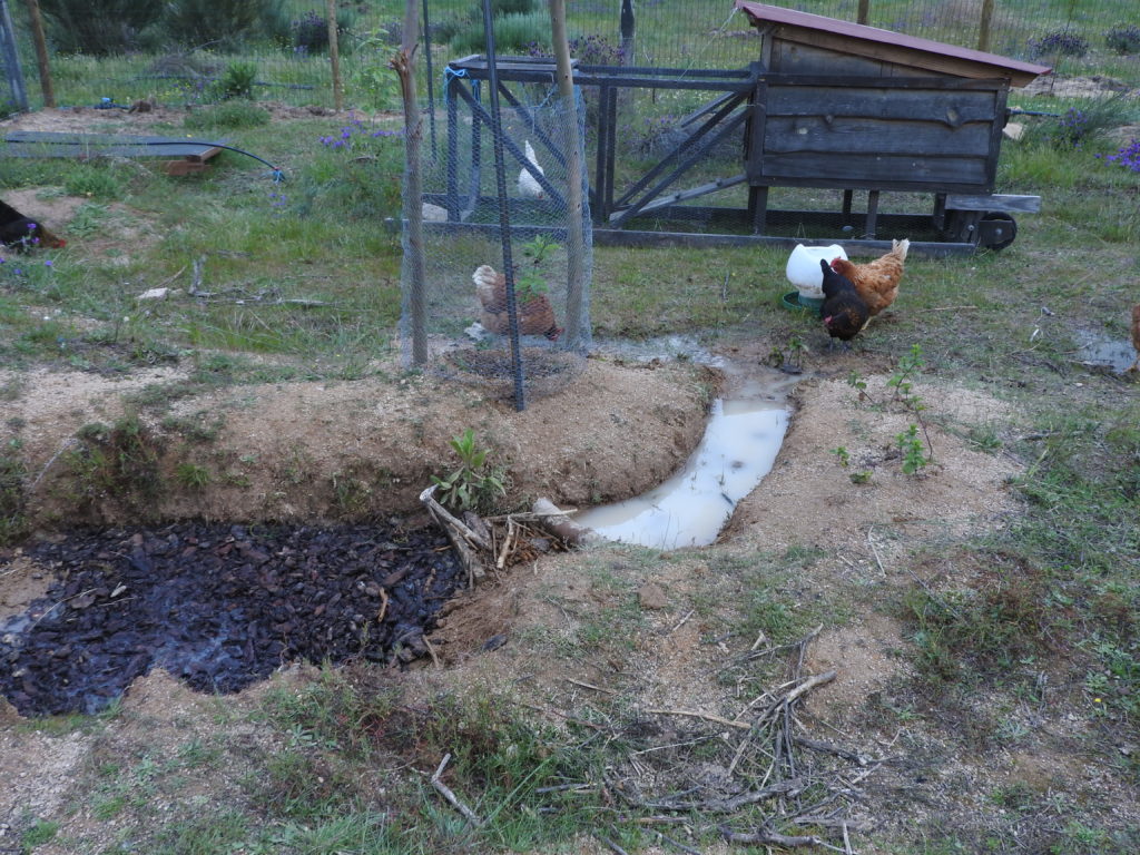 grey water system chickens