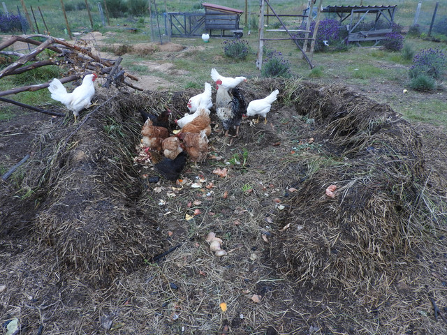 Chicken Powered Compost