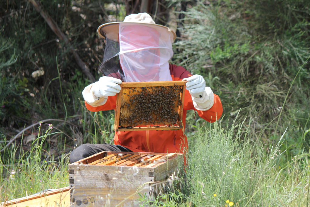 permaculture internship - bee keeping