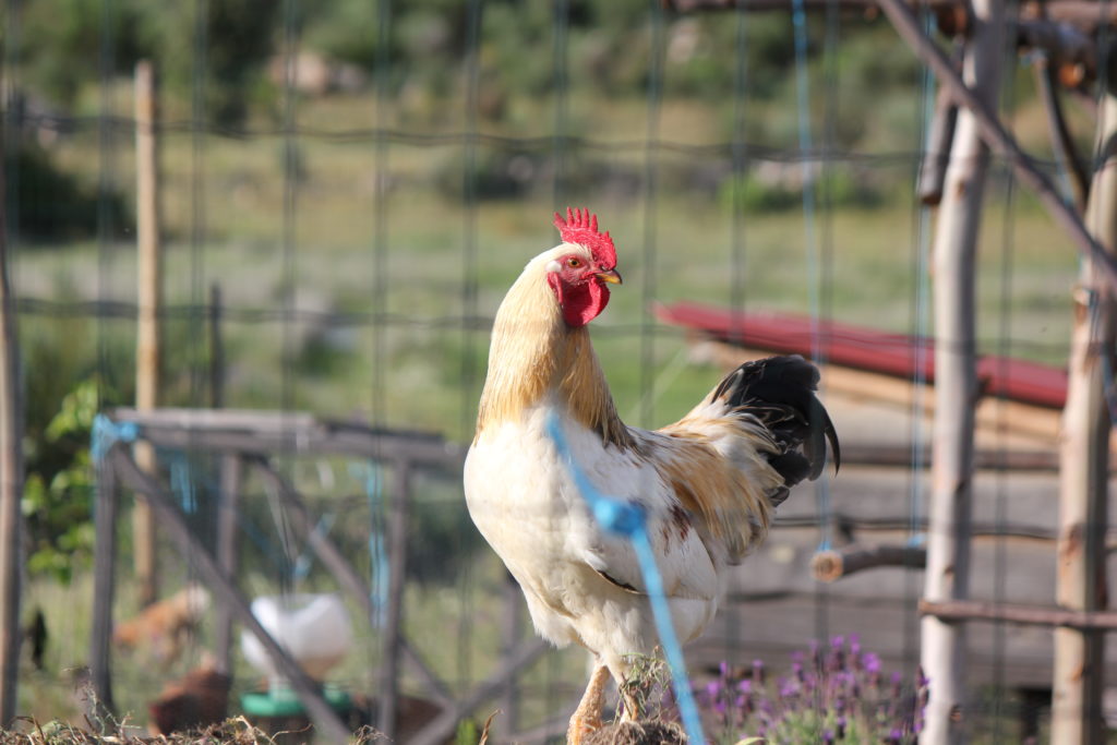 permaculture internship - chickens
