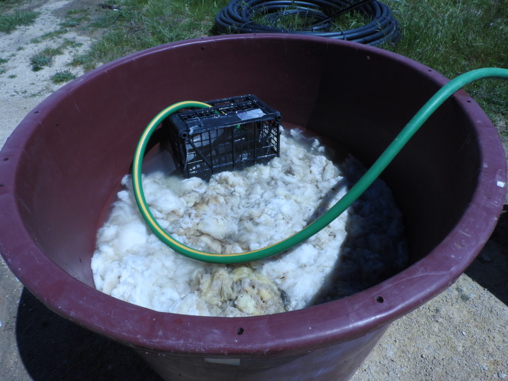 soaking sheep wool for insulation