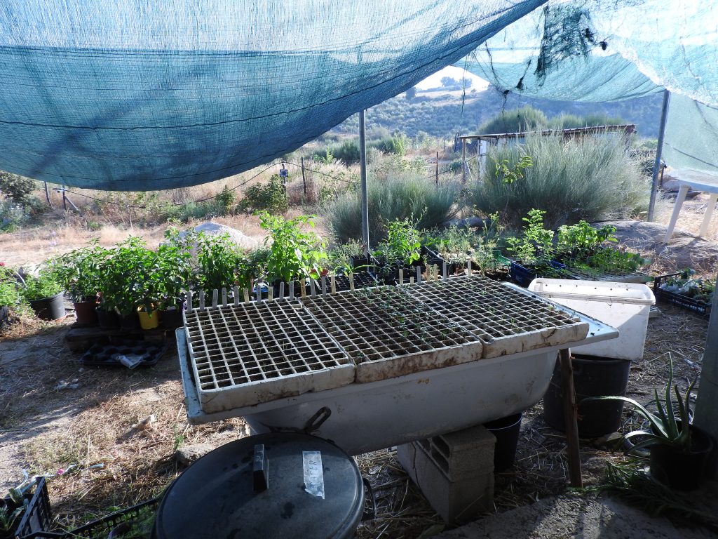 Plantin winter vegtables