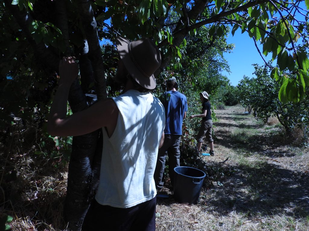 Harvesting grapes