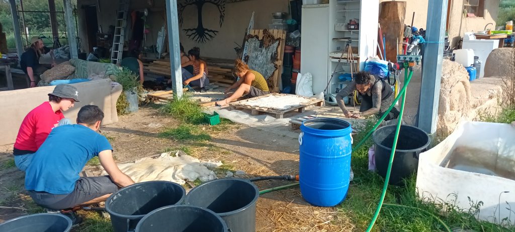 curing a sheep skin rug with salt