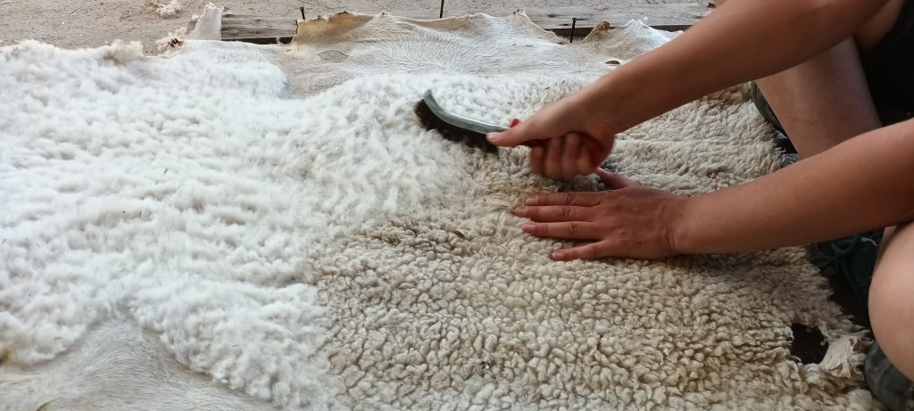 how to make a sheep skin rug (17)