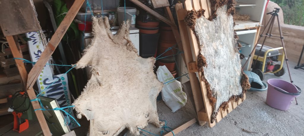 how to make a sheep skin rug (8)