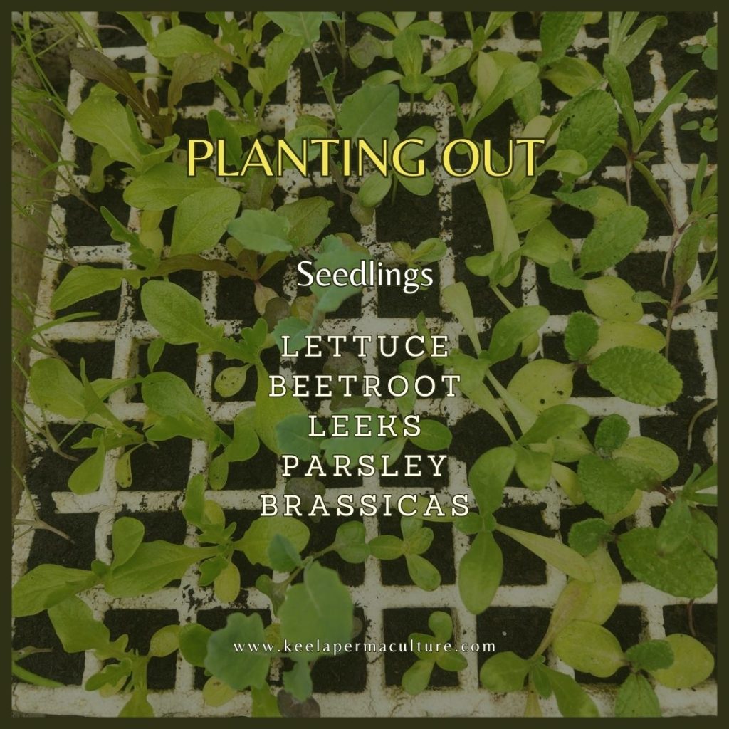 Planting in the garden in march