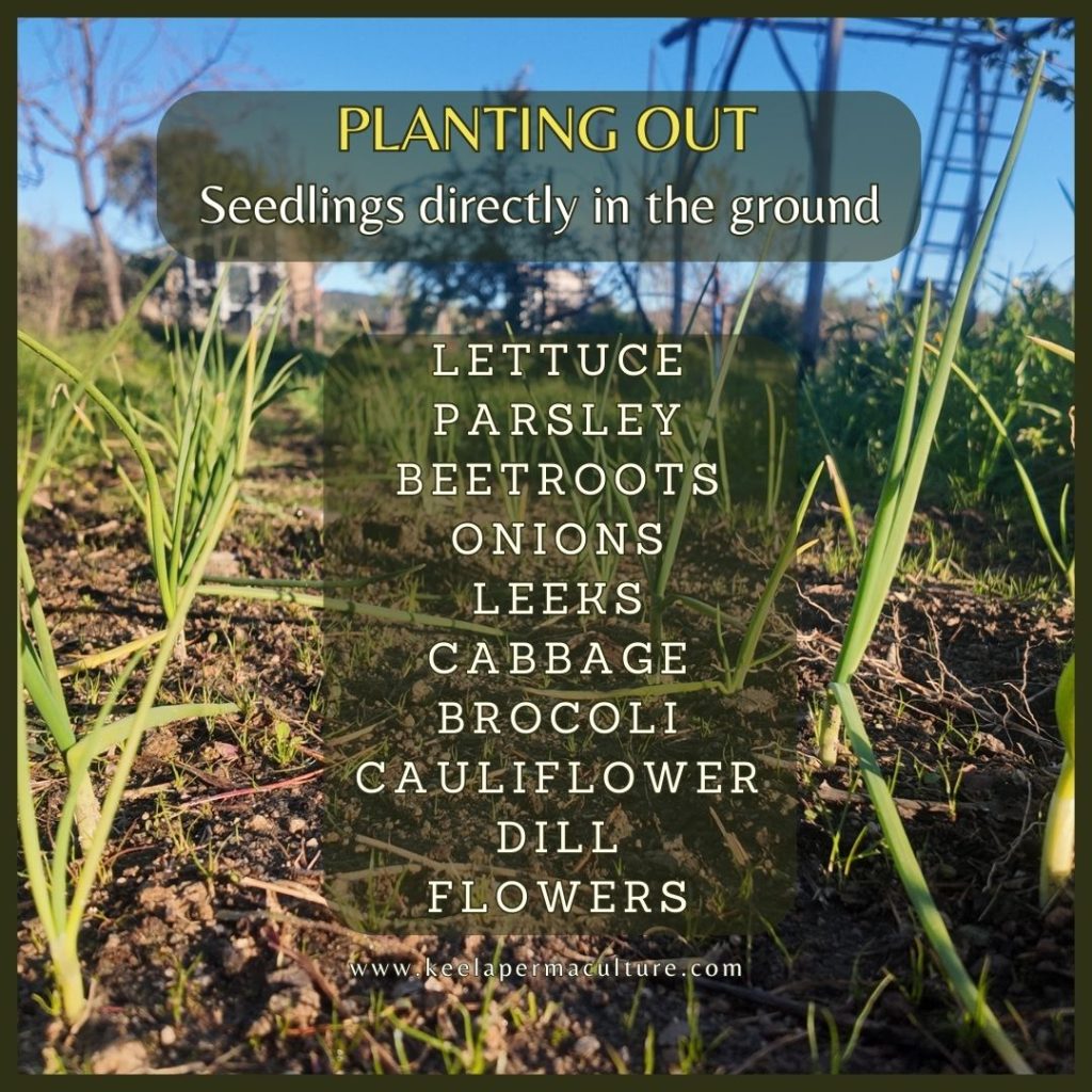 What to plant in April in the garden