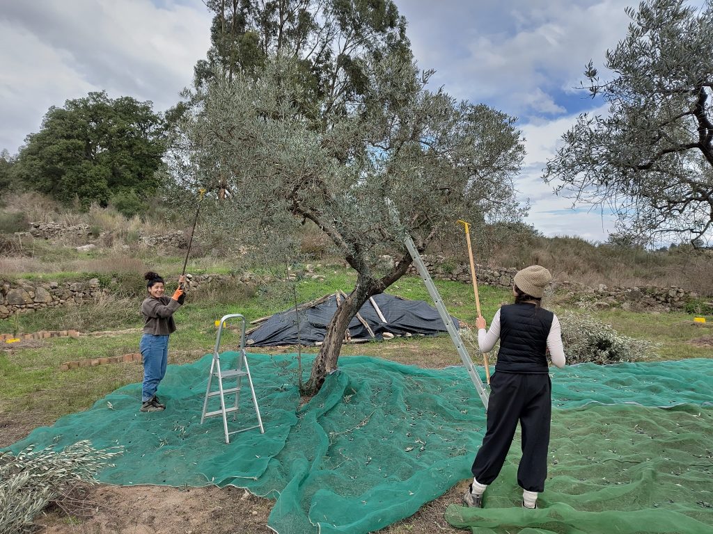 Olive tree