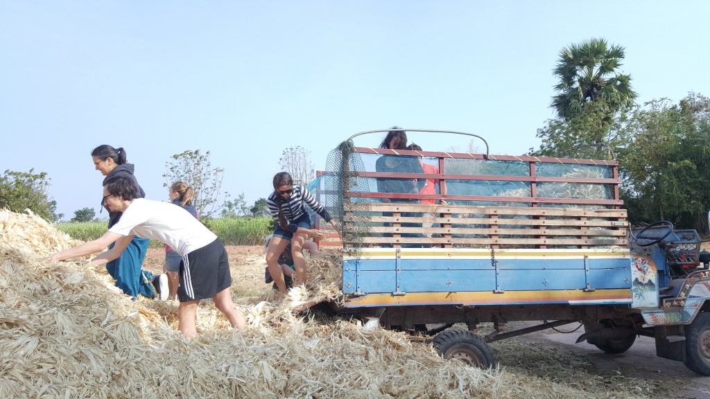 Collecting Corn Husk