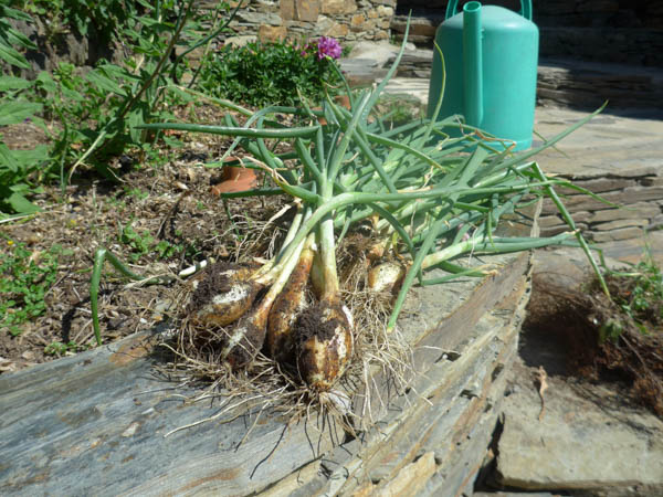 Awakened Life Project Harvesting Onions