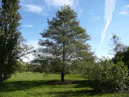 alder