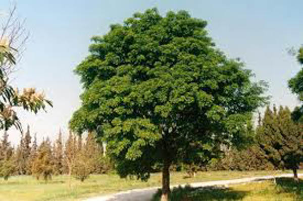 ash-tree