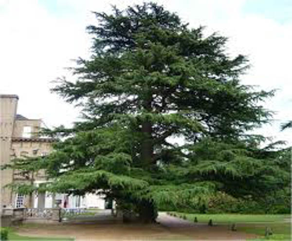 cedar
