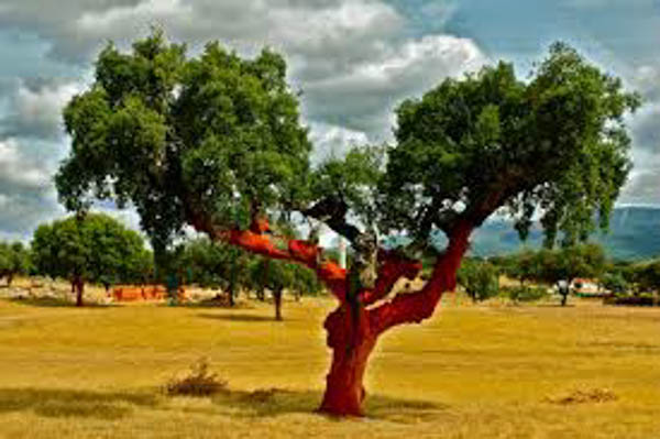 cork-tree
