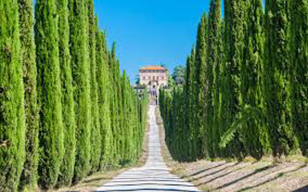 cypress-tree