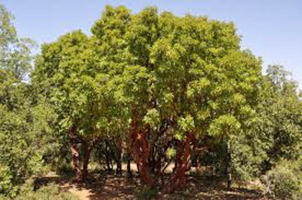 madronia