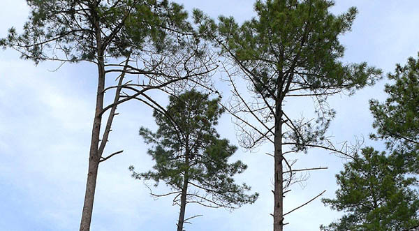 maritime-pine