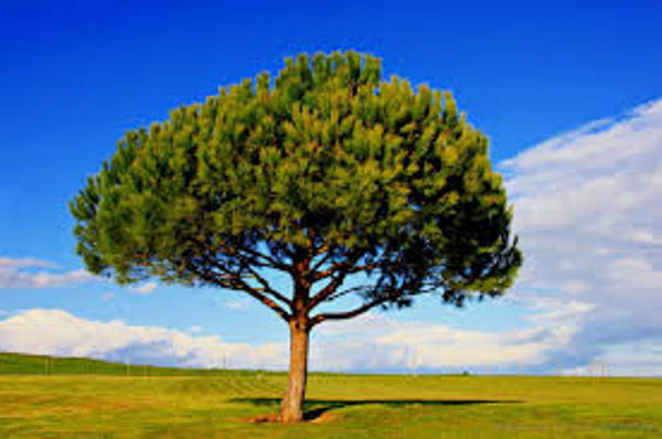 stone-pine-tree