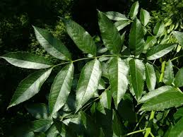 ash-leaf