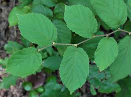 hazel-leaf