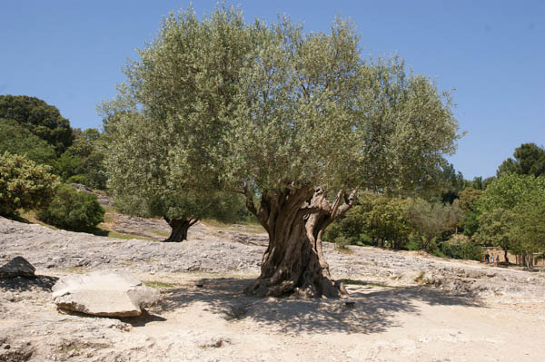 olive-tree