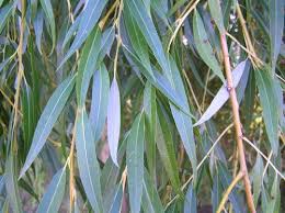 White Willow Tree