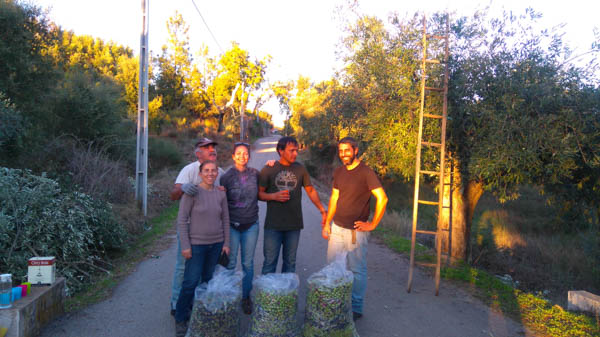 collecting-olives-permaculture