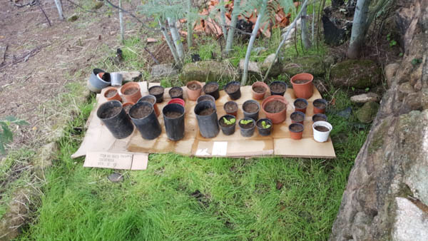 planting-trees-portugal