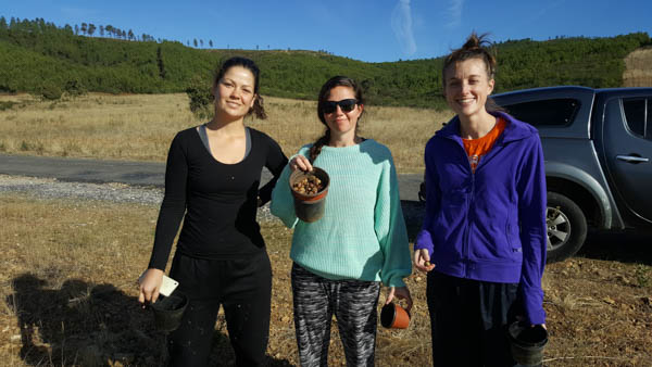 Collecting oak acorns for planting on our land