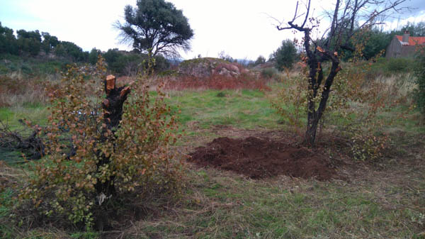 saving-trees-portugal