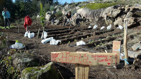 vegtable-patch-volunteering