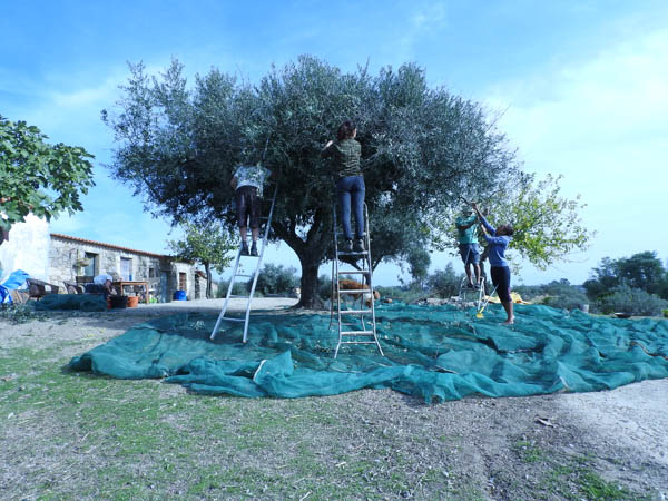 volunteering-harvesting-olives-portugal