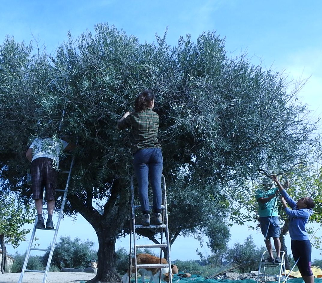 Olive picking yoga retreat and detox