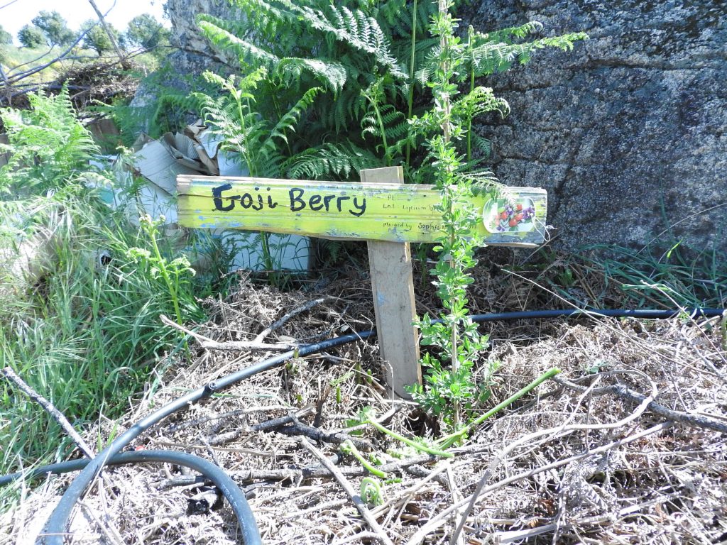 Gogi Berry