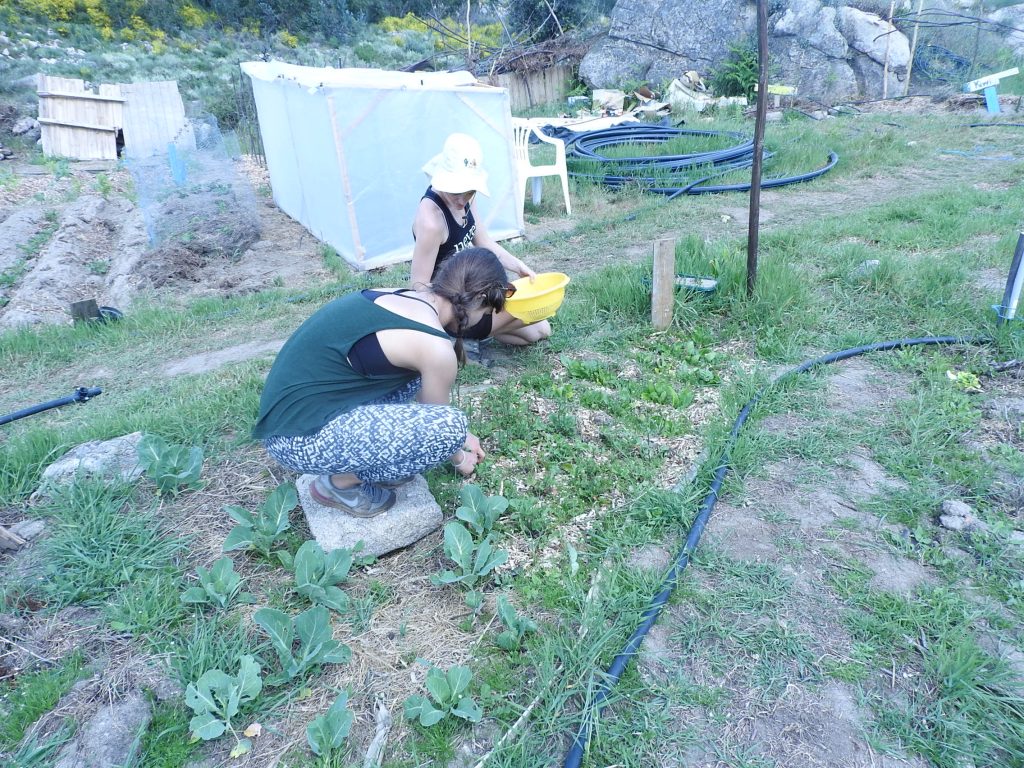 Harvesting food