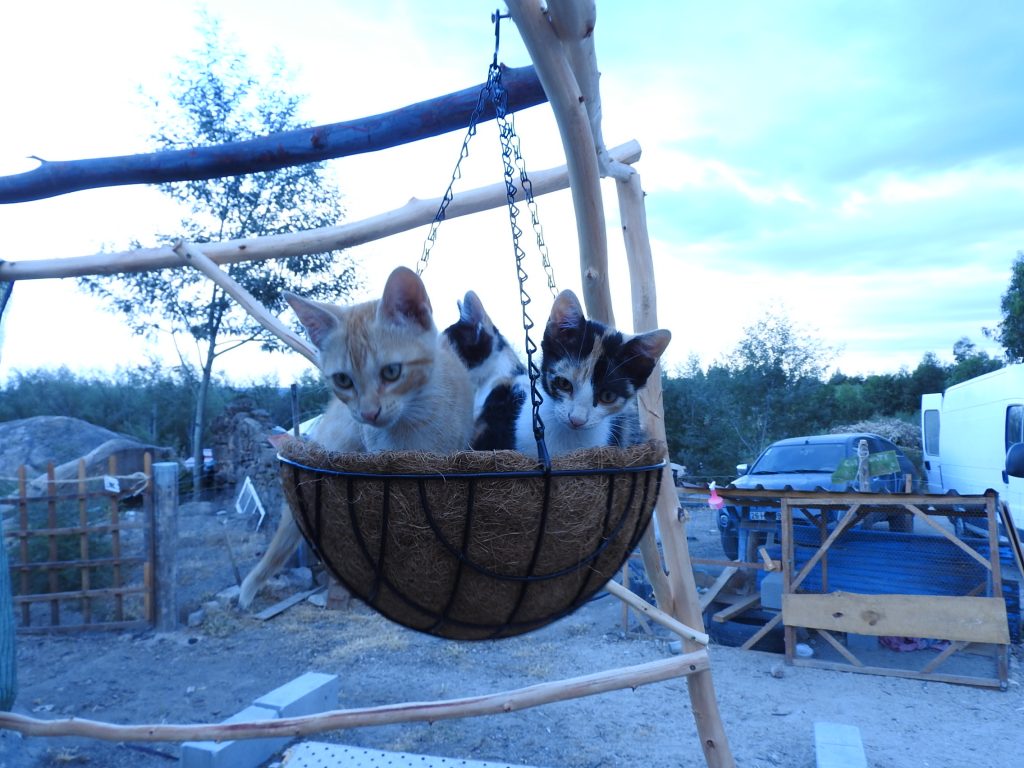 We have cats, dogs goats, sheep, ducks and chickens for pets
