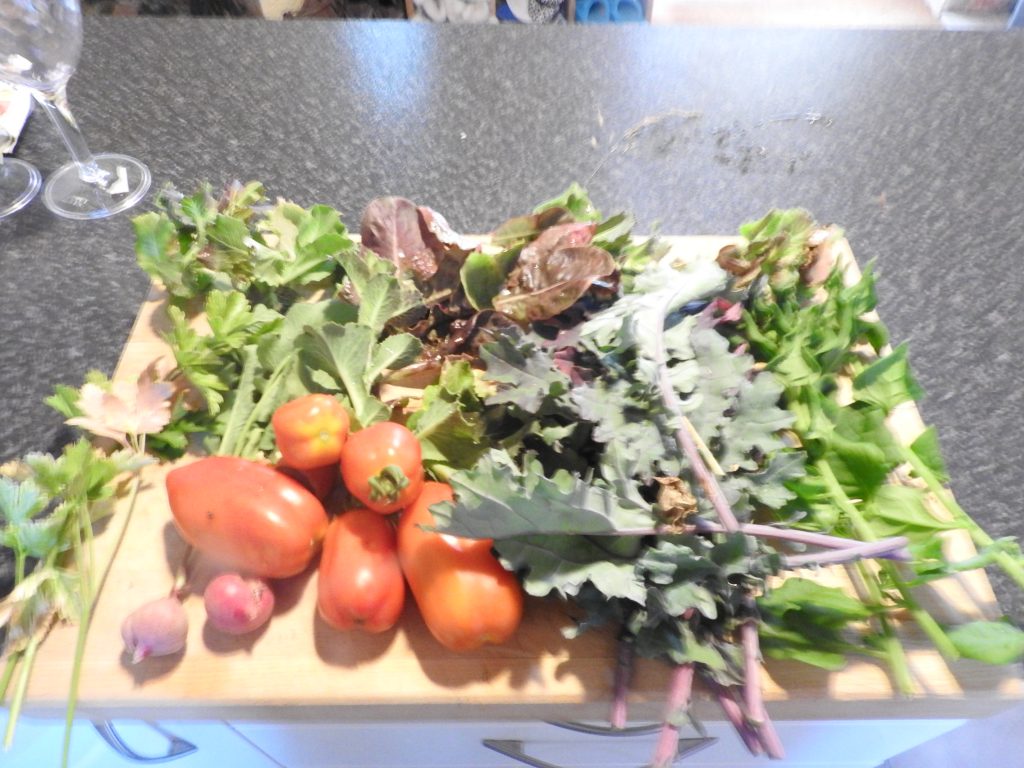 Daily fresh harvest, we have to collect our food every day from the garden
