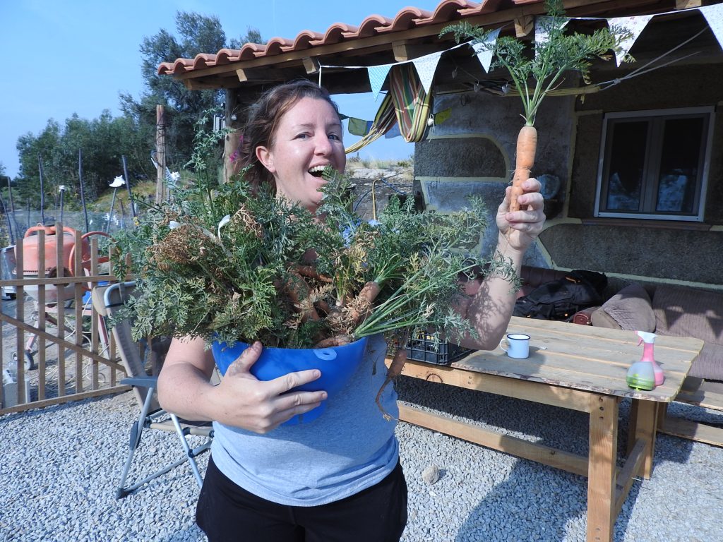 Harvesting carrots
