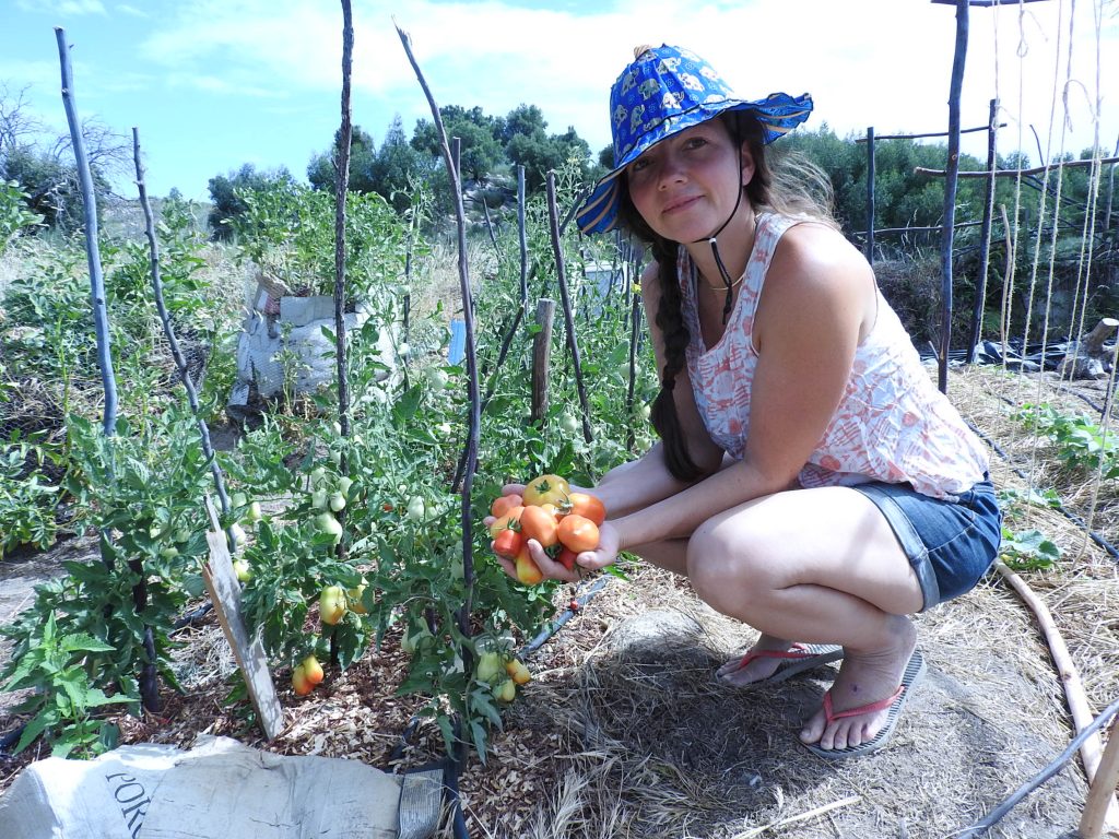 Harvesting tomatoes in the garden