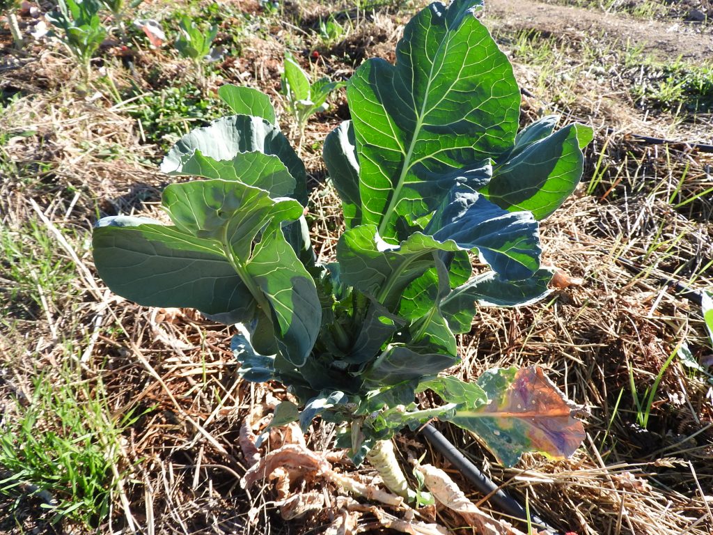 We harvested the broccoli flower months ago but we have around 30 plants providing us with wonderful leaves which are great in the salads.
