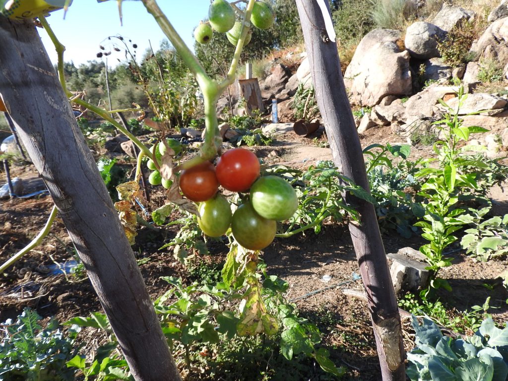 Tomato season is nearly out but we still use cherry tomatoes grown from seen
