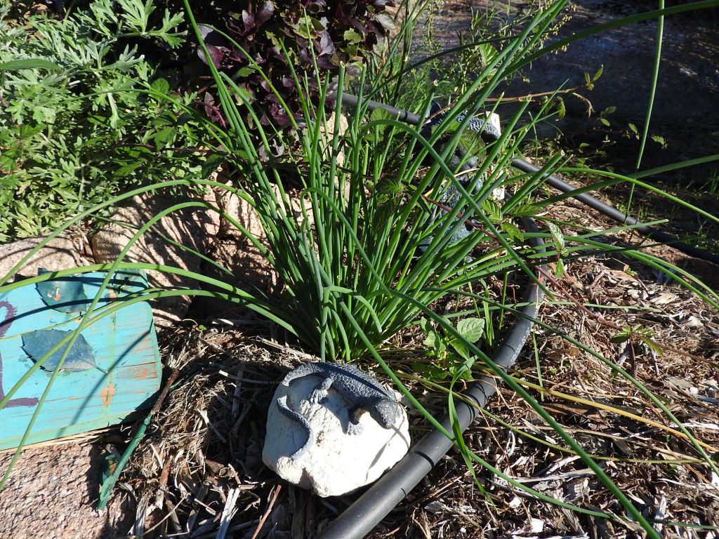 I also like to include chives. Grown from seed
