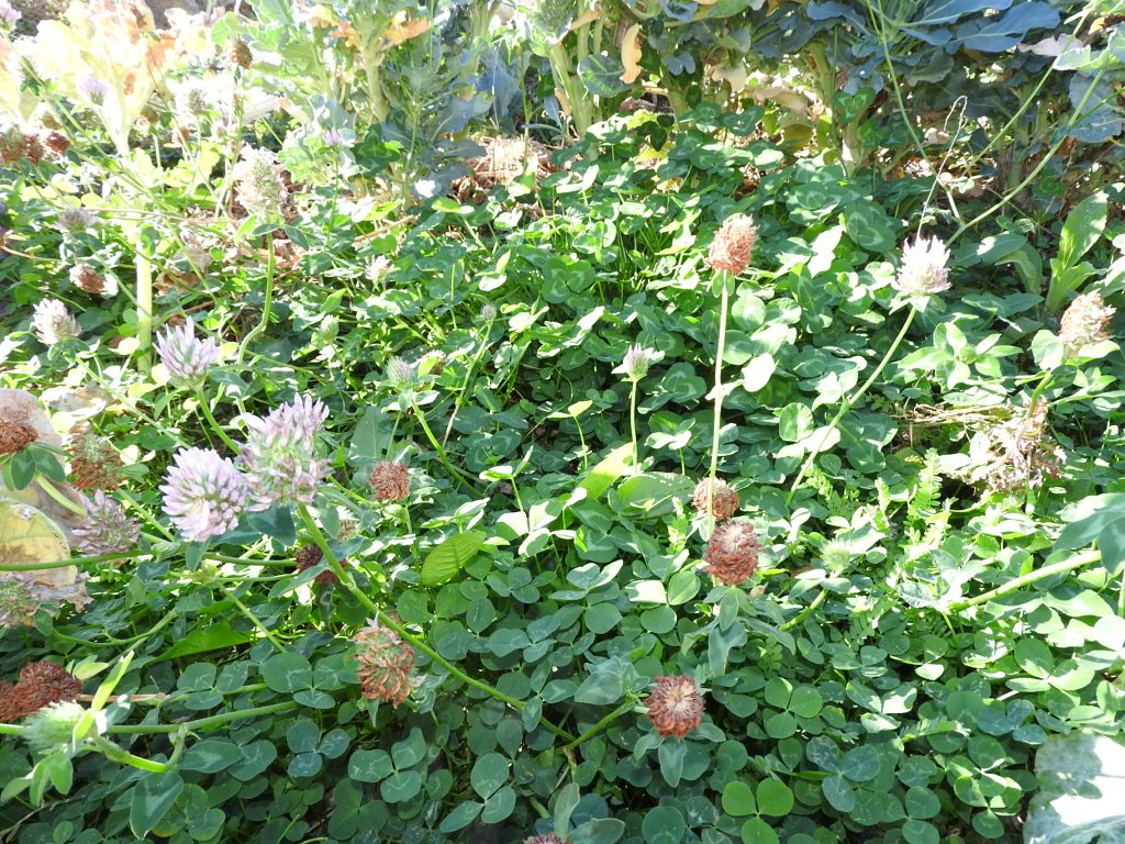 Clover
