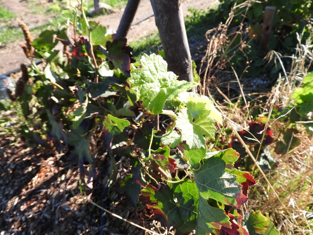 Grape vine leaf