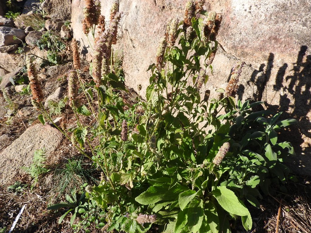 Hysopp Leaves