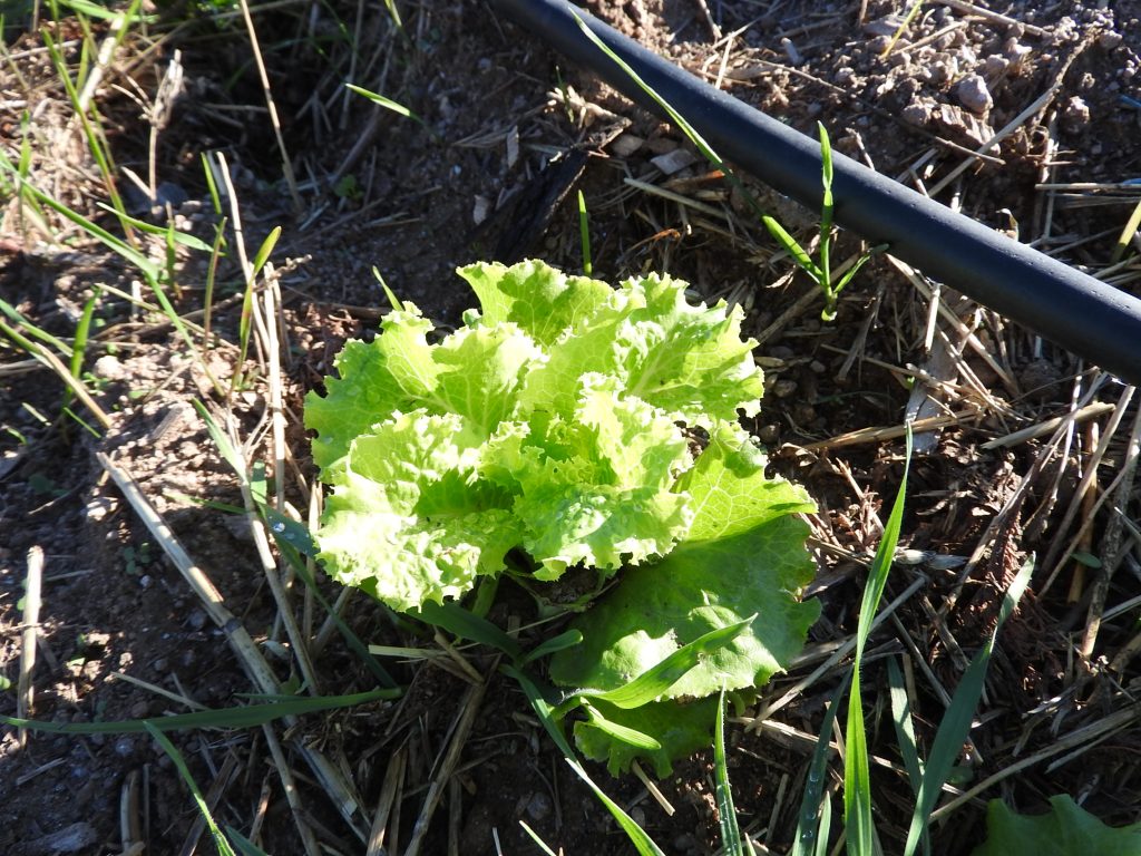 Boring old lettuce is also included, we usually have a few varieties from from seed