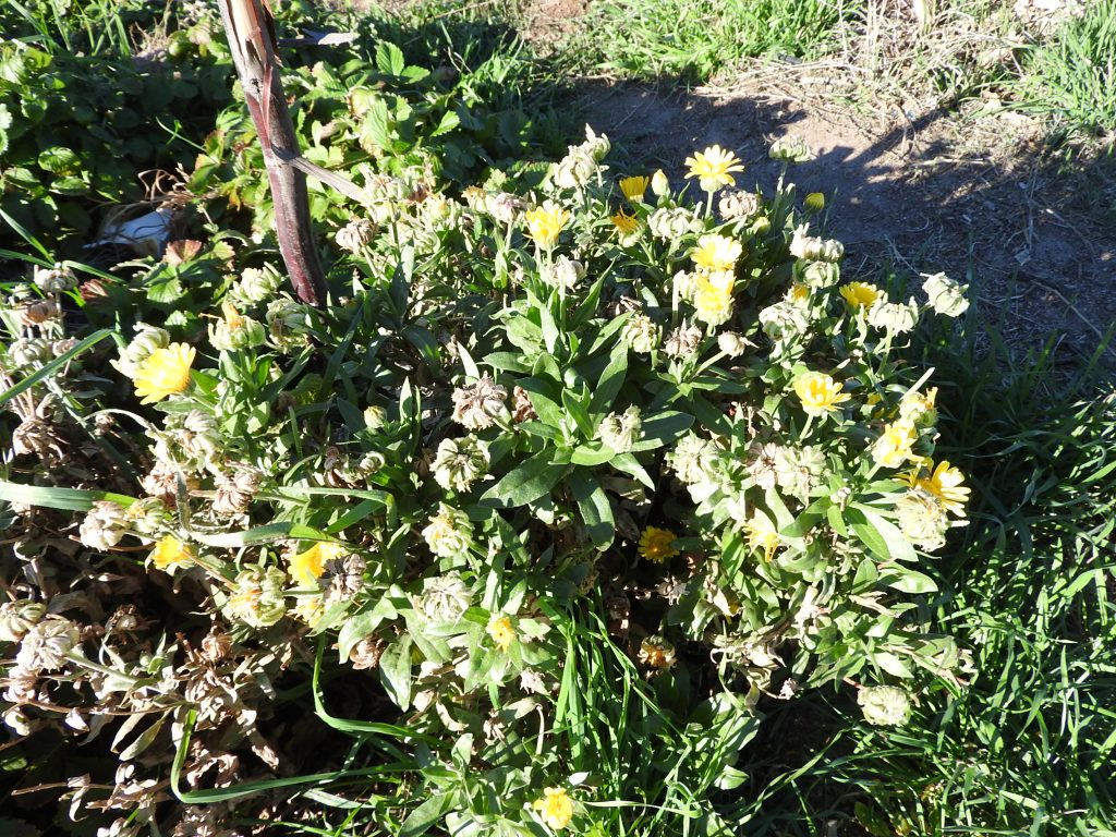 Marigold flower